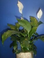 Perfect-Peace-Lily