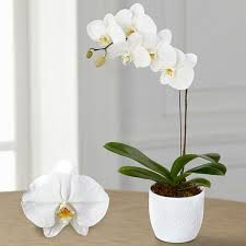 Fabulous Phalaenopsis Orchid Plant