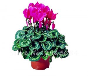 Cyclamen Plant
