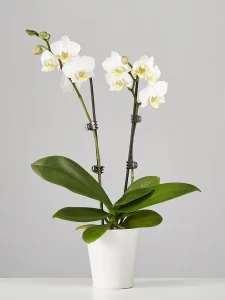 Double spike white orchid