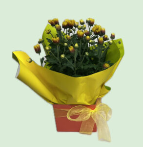Potted Chrysanthemum