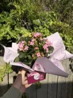 Kalanchoe Plants
