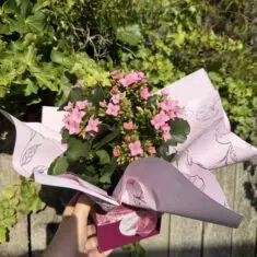 Kalanchoe Plants