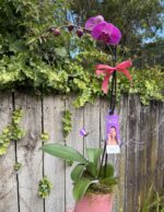 Phalaenopsis Orchid Plant