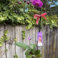 Phalaenopsis Orchid Plant