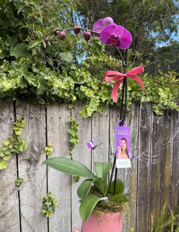 Phalaenopsis Orchid Plant Phalaenopsis Orchid Plant - Image 1