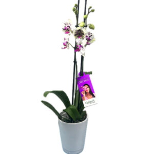 Phalaenopsis Orchid Plant