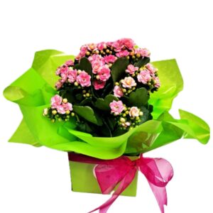 Kalanchoe Plants
