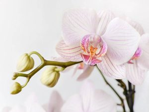 Light-Pink-tone-Phaleonopsis-Orchid