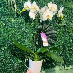 Phalaenopsis Orchid Plant