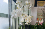 Phalaenopsis Orchid Plant - Image 2