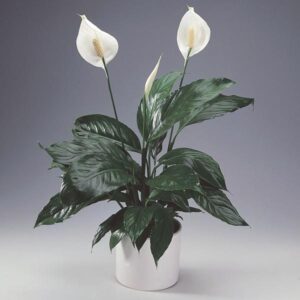 Peace-lily-in-ceramic-po