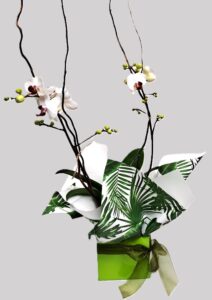 Phalaenopsis Orchid Plant