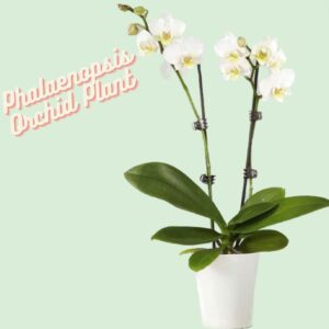 Phalaenopsis Orchid Plant