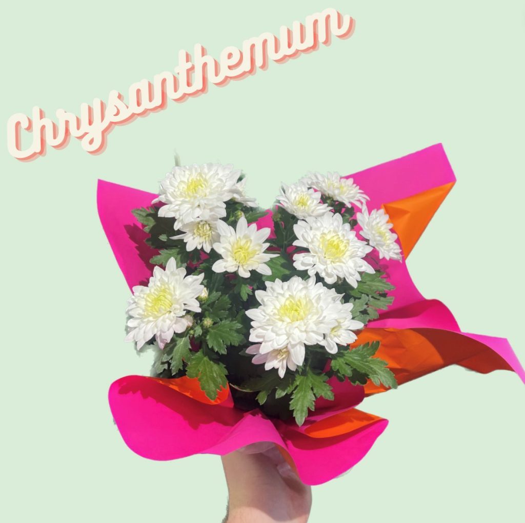 Flowers On The Hilltop Florist West Auckland Same Day Flower Delivery