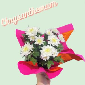 Potted Chrysanthemum