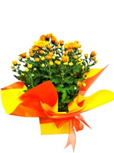 Potted Chrysanthemum Plant