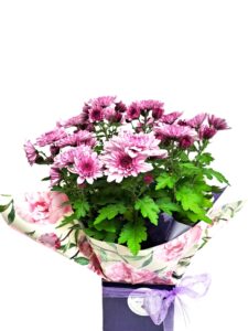 Potted Chrysanthemum Plant