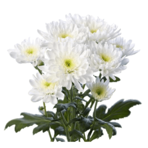 White Chrysanthemum
