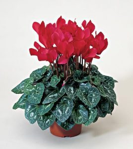 Cyclamen Plant
