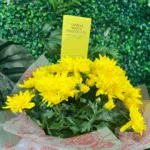 Potted Chrysanthemum - Image 2