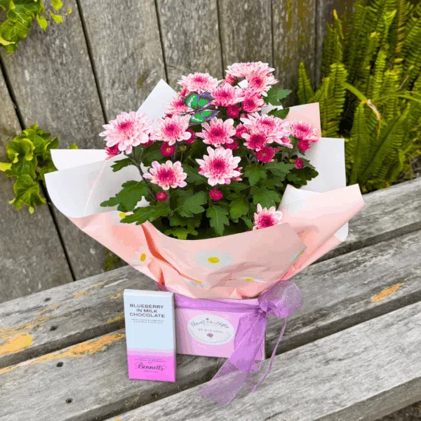 Potted Chrysanthemum - Image 1