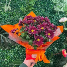 Potted Chrysanthemum