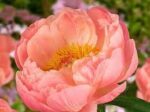 Coral Sunset Paeony Bloom