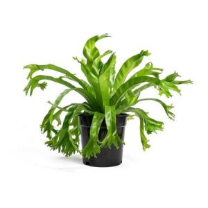 Birds-Nest-Fern-Crested