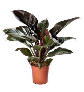 Philodendron-Red