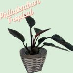 Philodendron Tropical
