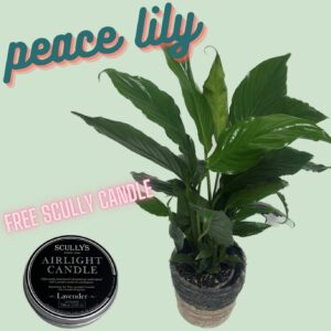Peace lily