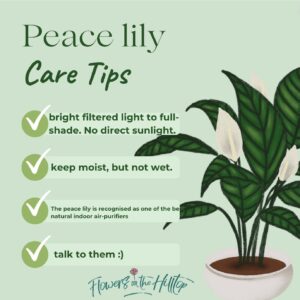 Peace lily care tips