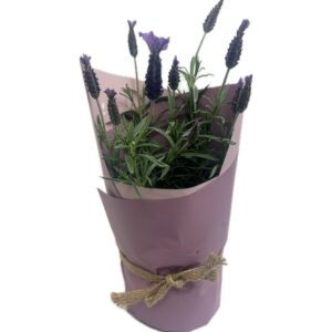 Lavender Plant