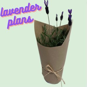 lavender plant
