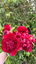 Red Charm Peonie Bouquet - Image 3
