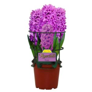 Fragrant Pink potted Hyacinth