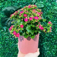 Kalanchoe Plants