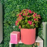 kalanchoe Plant & Candle