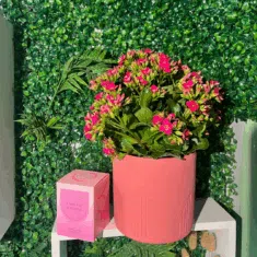 kalanchoe Plant & Candle