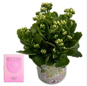 kalanchoe Potted Plant