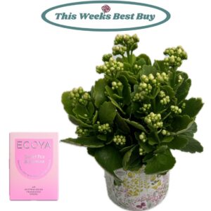 kalanchoe Potted Plant