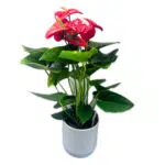 Anthurium Plant