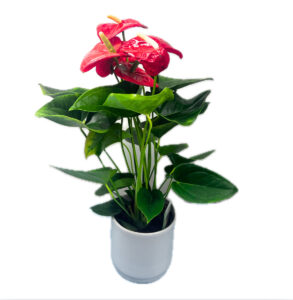 Anthurium Plant