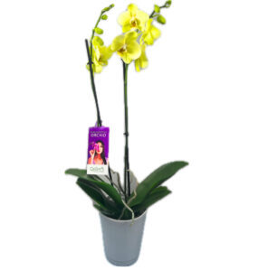 Phalaenopsis Orchid Plant