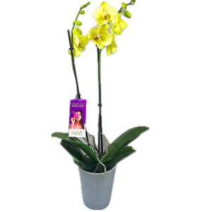 Phalaenopsis Orchid Plant