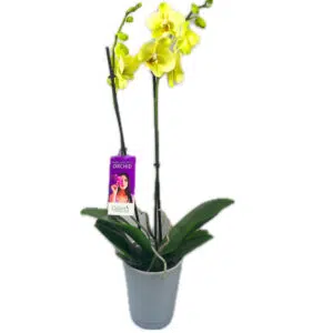 Phalaenopsis Orchid Plant