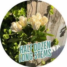 HALF DOZEN LONG STEM