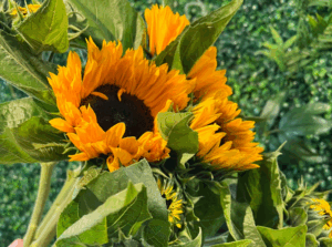 Sunny Sunflowers