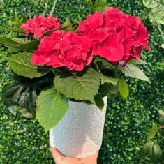Hydrangea Potted Plant